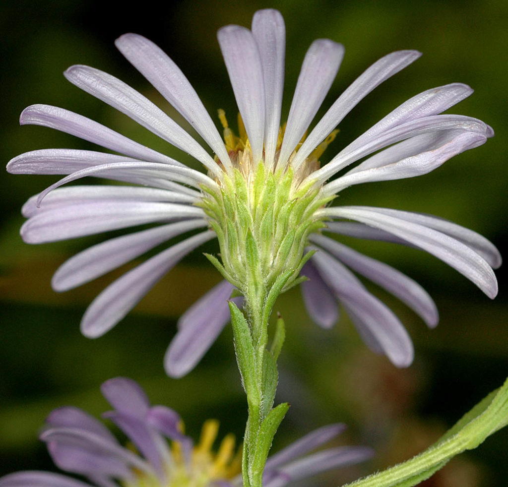 Flora of Eastern Washington Image: Symphyotrichum bracteolatum underside of flower