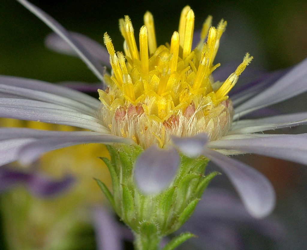 Flora of Eastern Washington Image: Symphyotrichum bracteolatum zoom in on bulb of flower