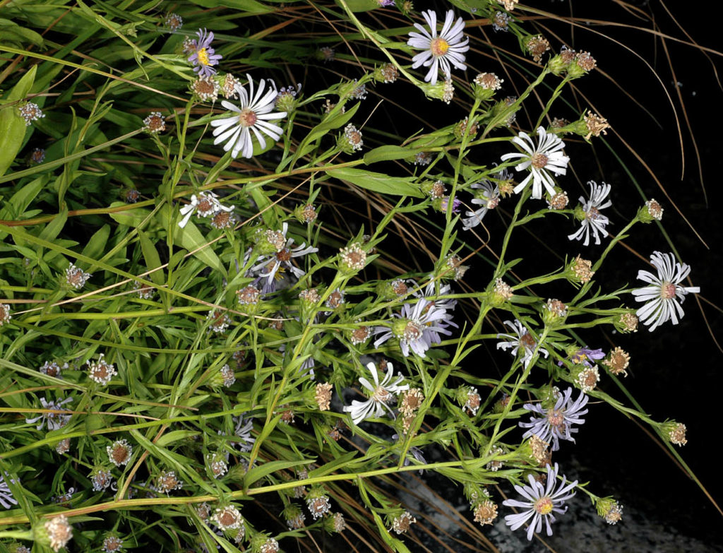 Flora of Eastern Washington Image: Symphyotrichum bracteolatum side view of full plant in nature