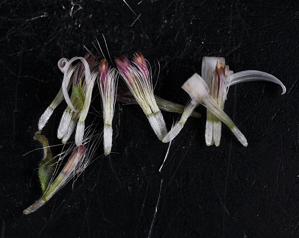 Flora of Eastern Washington Image: Symphyotrichum ericoides wilted flower