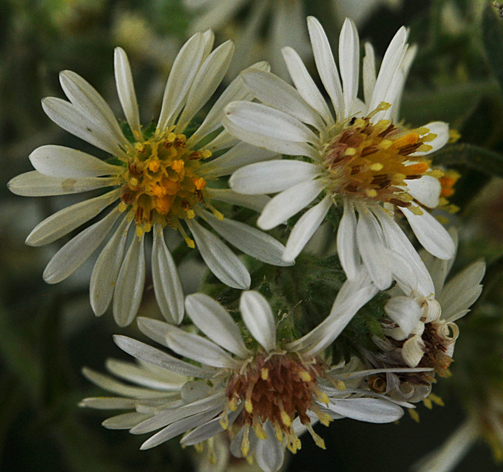 Flora of Eastern Washington Image: Symphyotrichum ericoides zoomed on flower and center