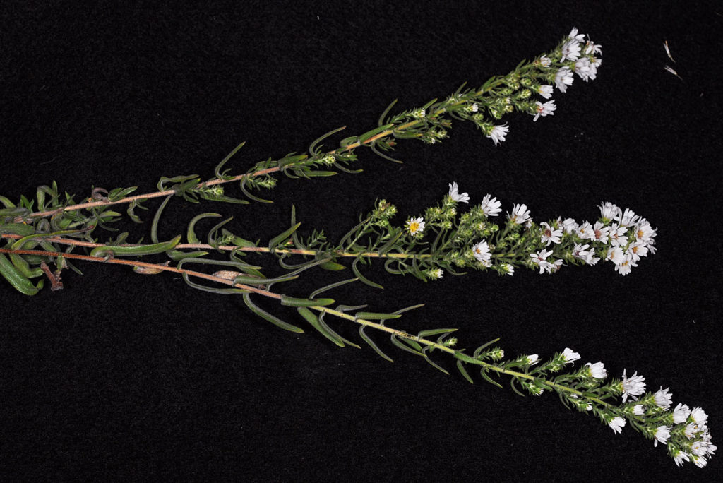 Flora of Eastern Washington Image: Symphyotrichum ericoides side view of stems and leaves and flower