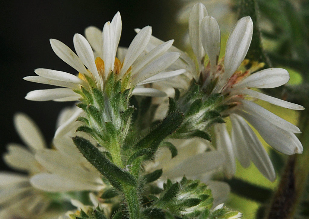 Flora of Eastern Washington Image: Symphyotrichum ericoides zoomed on underside of flower