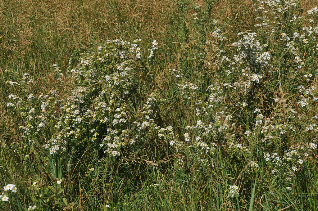 Flora of Eastern Washington Image: Symphyotrichum ericoides zoomed out full plant