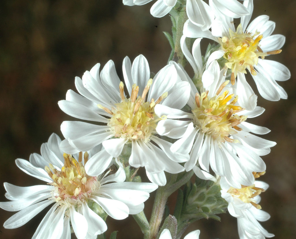 Flora of Eastern Washington Image: Symphyotrichum ericoides flower top view