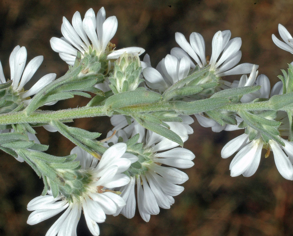 Flora of Eastern Washington Image: Symphyotrichum ericoides side profile of stem and flower