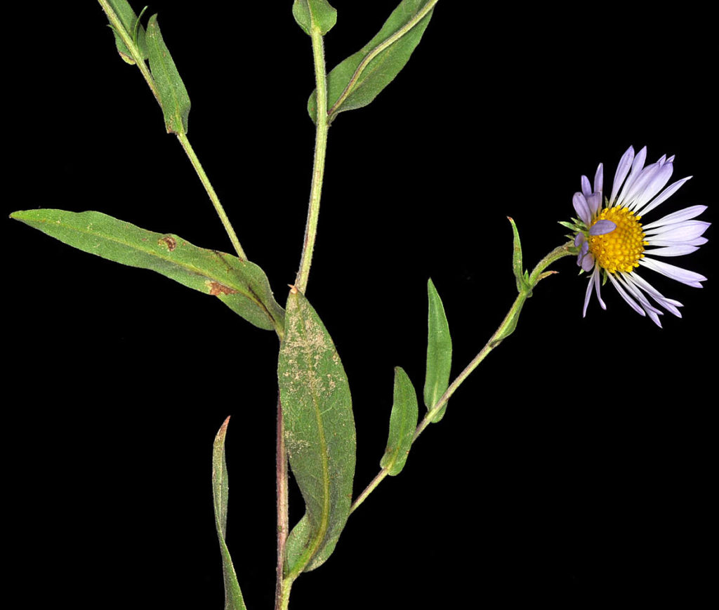 Flora of Eastern Washington Image: Symphyotrichum foliaceum zoom in on stem and leaves