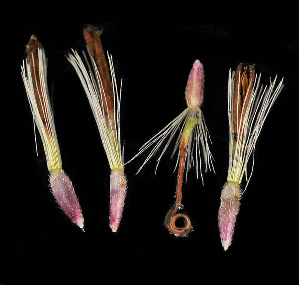 Flora of Eastern Washington Image: Symphyotrichum lanceolatum four bulbs