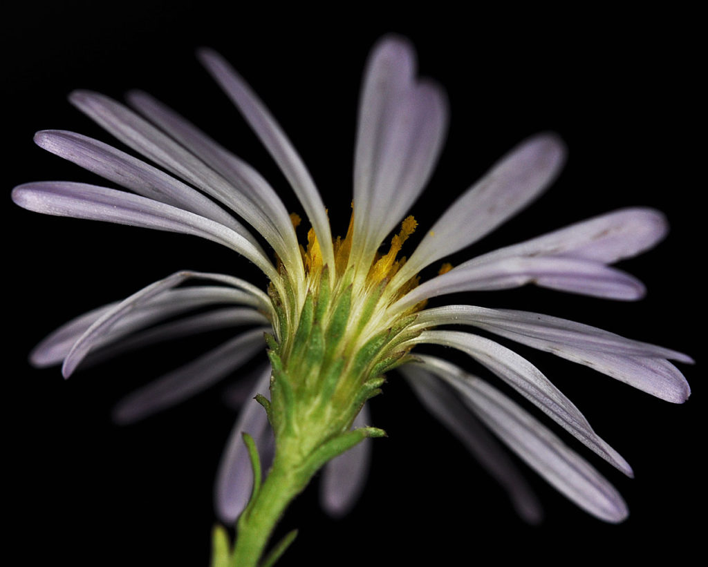 Flora of Eastern Washington Image: Symphyotrichum lanceolatum underrside of bulb