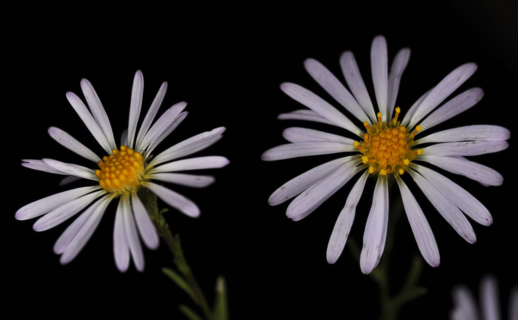 Flora of Eastern Washington Image: Symphyotrichum lanceolatum two flowers