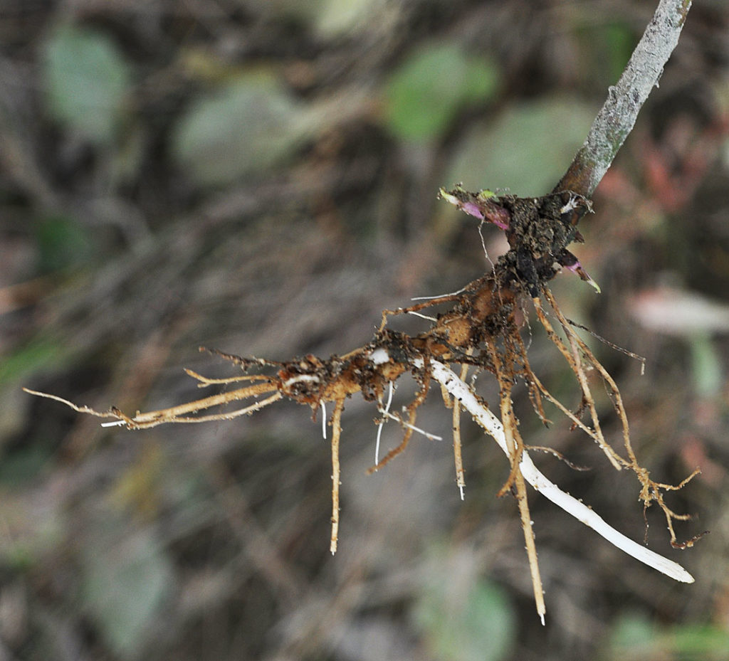 Flora of Eastern Washington Image: Symphyotrichum lanceolatum root in nature
