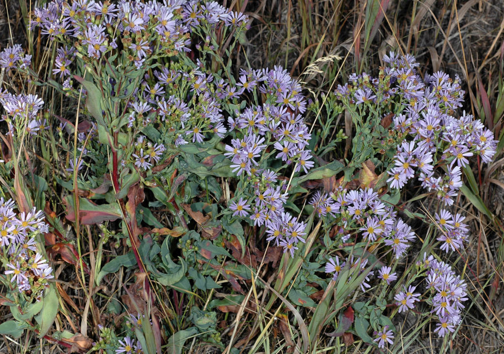 Flora of Eastern Washington Image: Symphyotrichum laeve full plant in nature