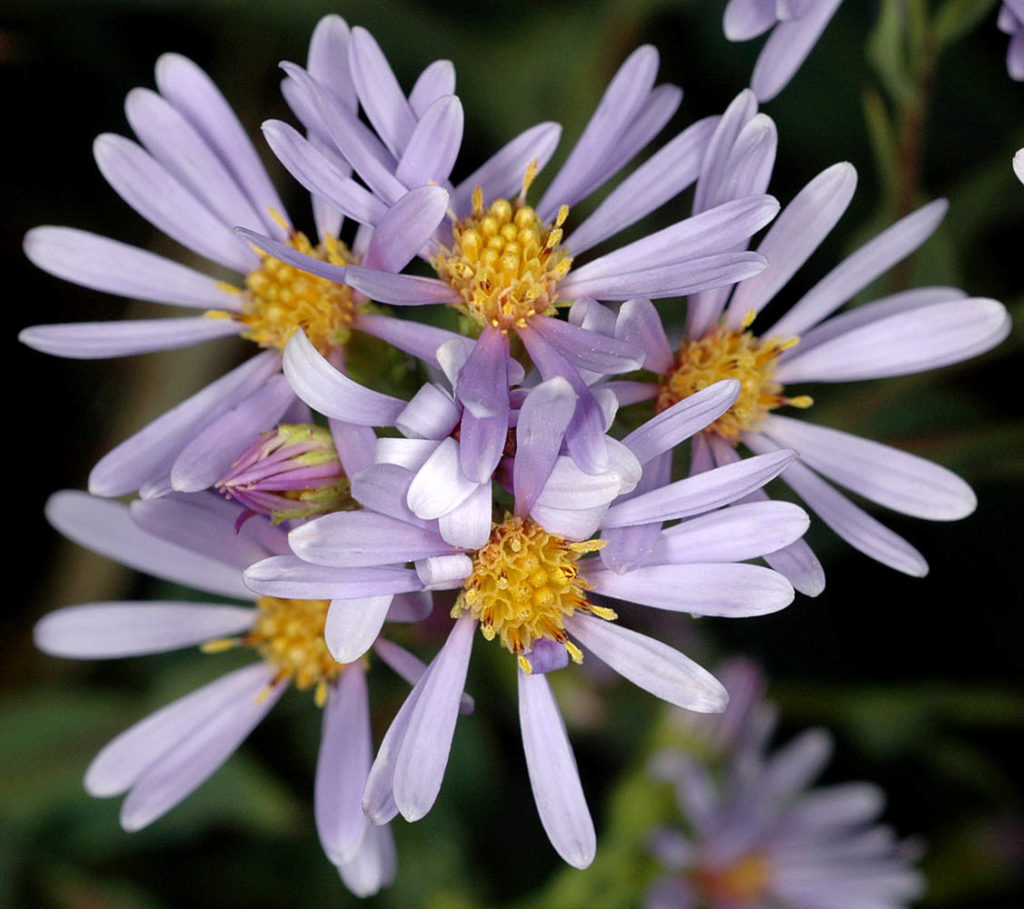Flora of Eastern Washington Image: Symphyotrichum laeve top view of flower