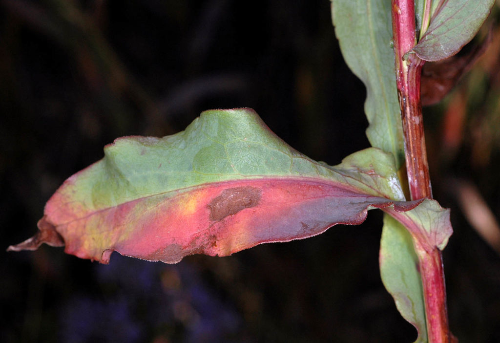 Flora of Eastern Washington Image: Symphyotrichum laeve zoom in on leaf