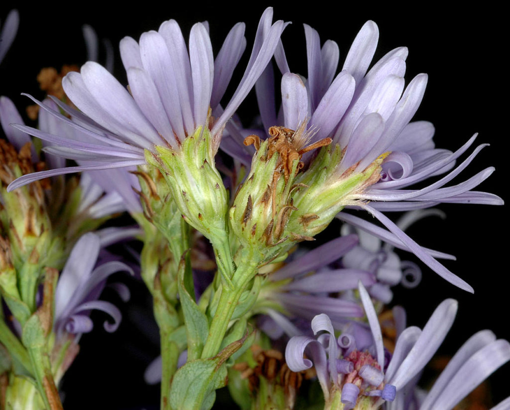 Flora of Eastern Washington Image: Symphyotrichum laeve flowerr bulb