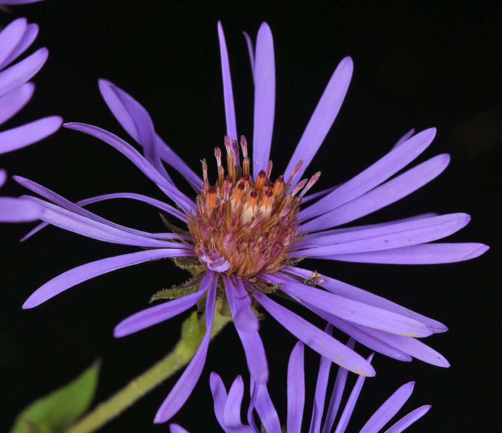 Flora of Eastern Washington Image: Symphyotrichum novae-angliae closer flower and center of flower