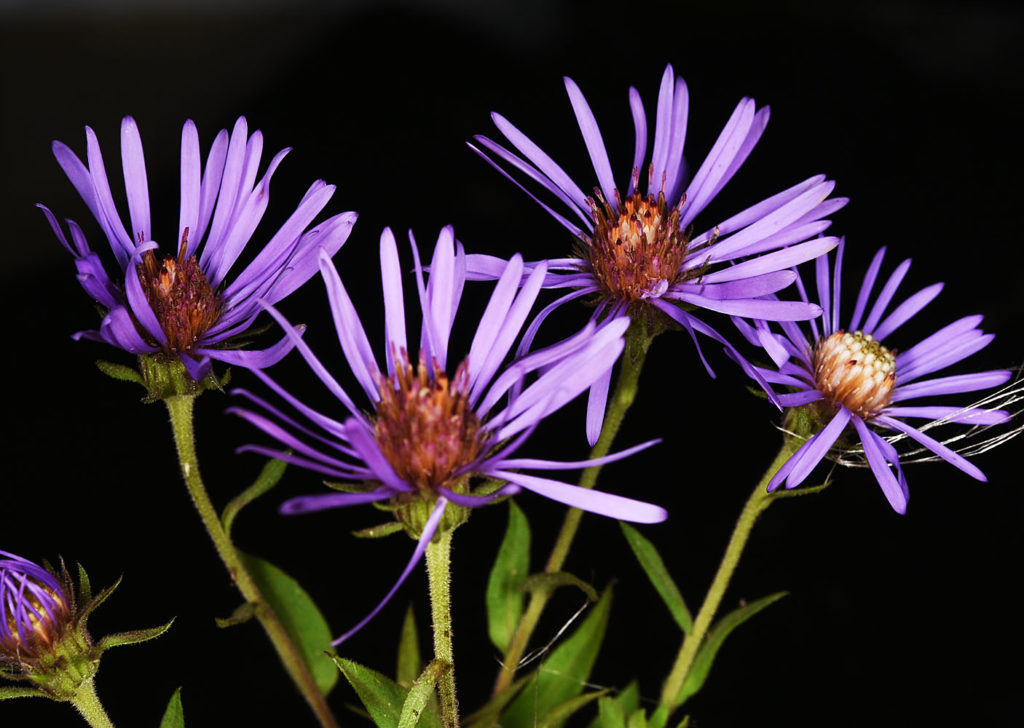 Flora of Eastern Washington Image: Symphyotrichum novae-angliae flower and middle of flower