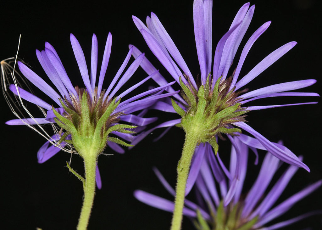 Flora of Eastern Washington Image: Symphyotrichum novae-angliae stem and leaves