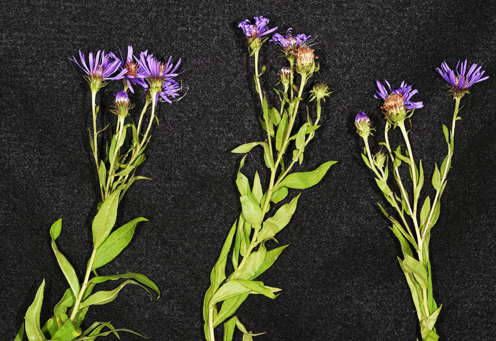 Flora of Eastern Washington Image: Symphyotrichum novae-angliae three full plants