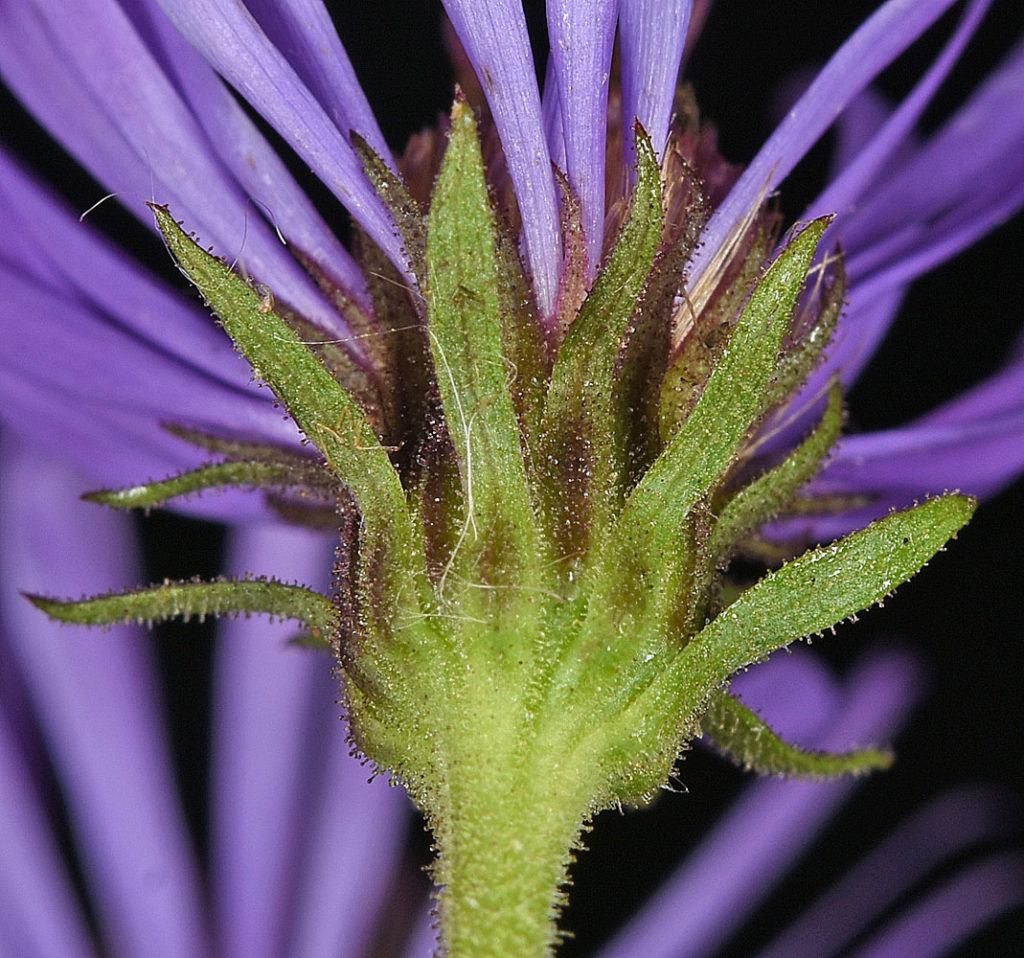 Flora of Eastern Washington Image: Symphyotrichum novae-angliae underside of bulb zoomed