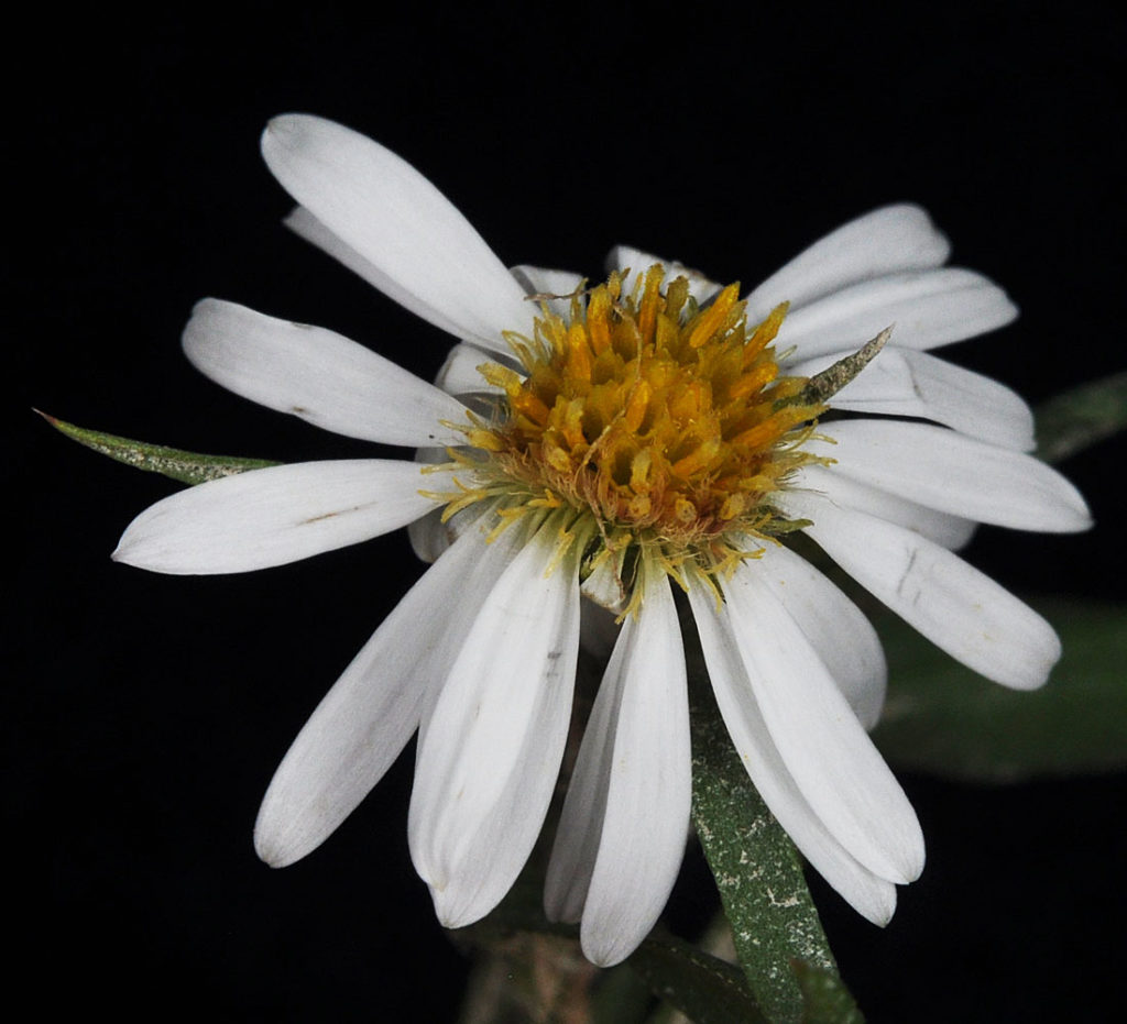 Flora of Eastern Washington Image: Symphyotrichum innom flower with center zoomed in
