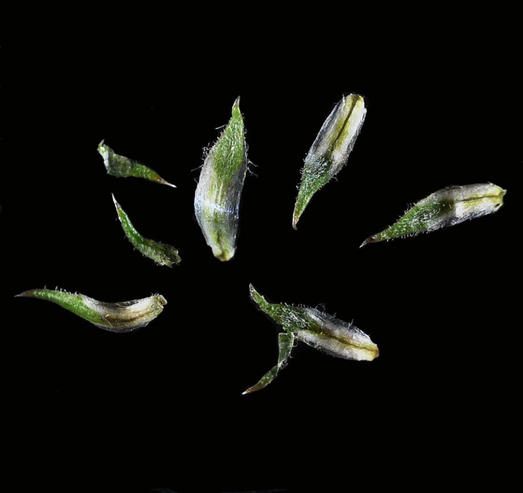 Flora of Eastern Washington Image: Symphyotrichum pilosum petals