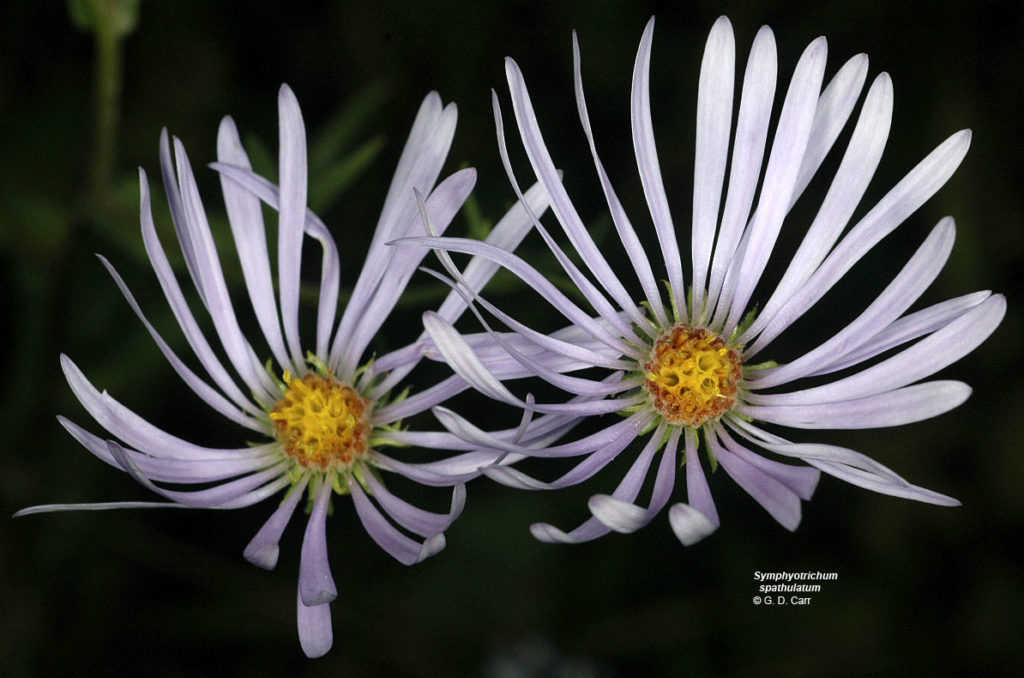 Flora of Eastern Washington Image: Symphyotrichum spathulatum flower top view