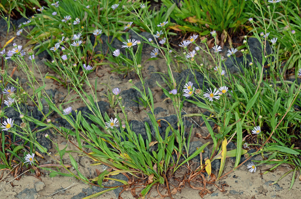Flora of Eastern Washington Image: Symphyotrichum spathulatum full plant zoomed in nature