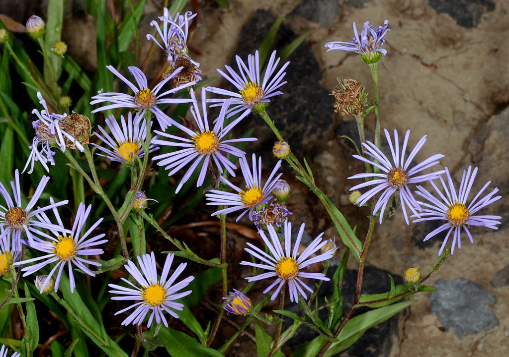 Flora of Eastern Washington Image: Symphyotrichum spathulatum flower in nature