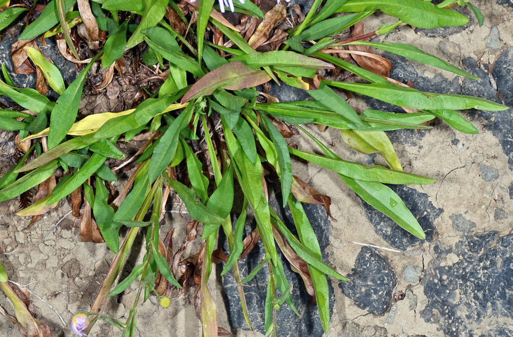 Flora of Eastern Washington Image: Symphyotrichum spathulatum leaves in nature