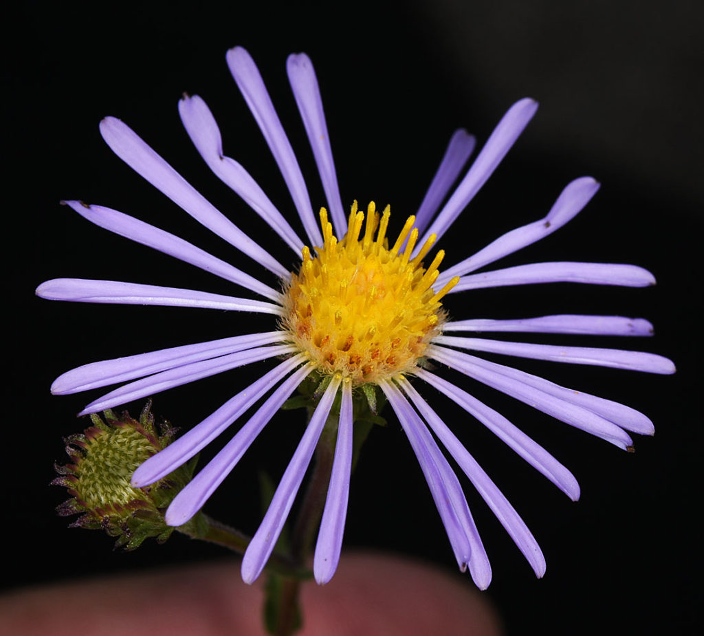Flora of Eastern Washington Image: Symphyotrichum spathulatum adjusted view of middle of flower