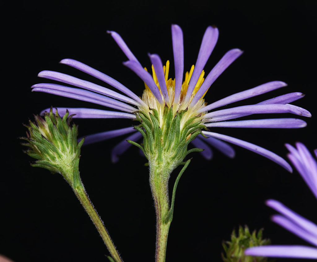 Flora of Eastern Washington Image: Symphyotrichum spathulatum underrside of flower in lab
