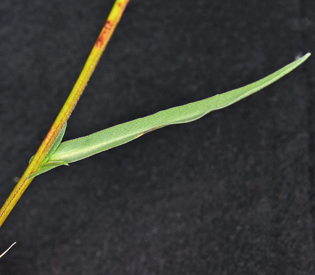 Flora of Eastern Washington Image: Symphyotrichum spathulatum single leaf