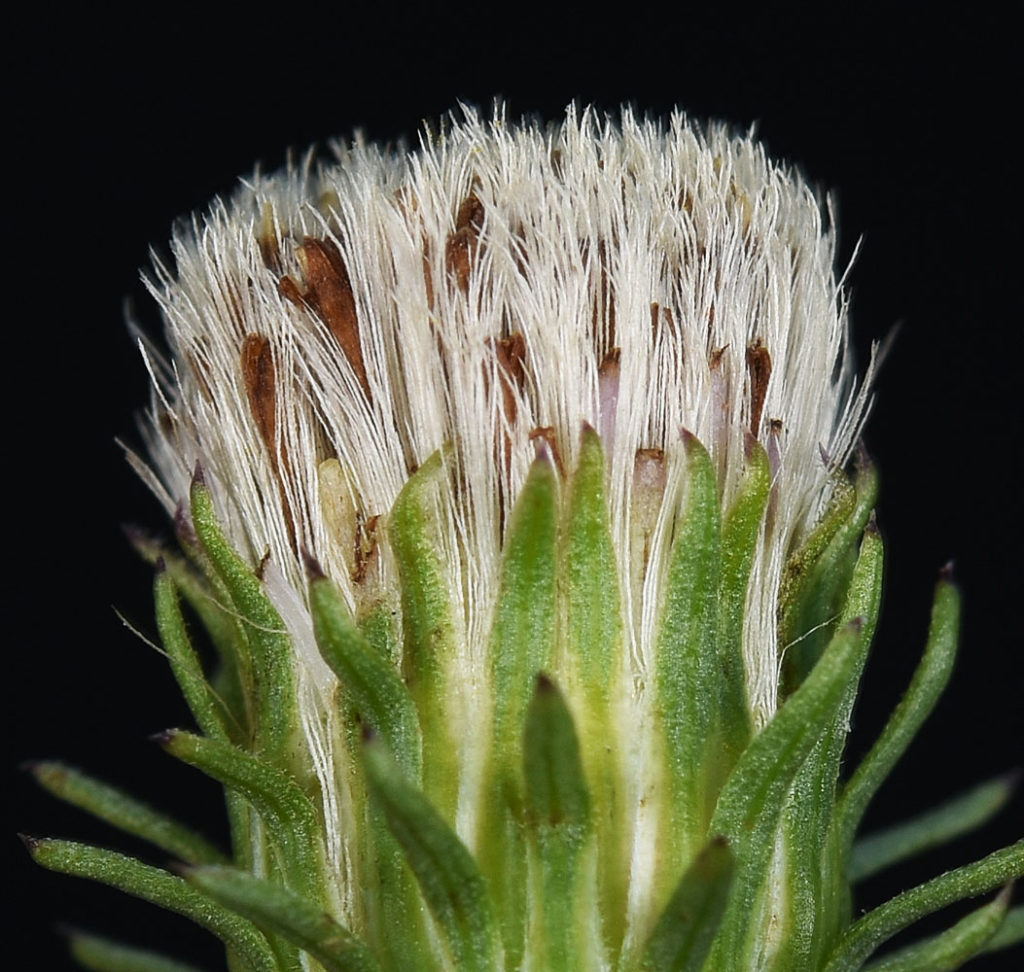 Flora of Eastern Washington Image: Symphyotrichum spathulatum middle of flower zoomed
