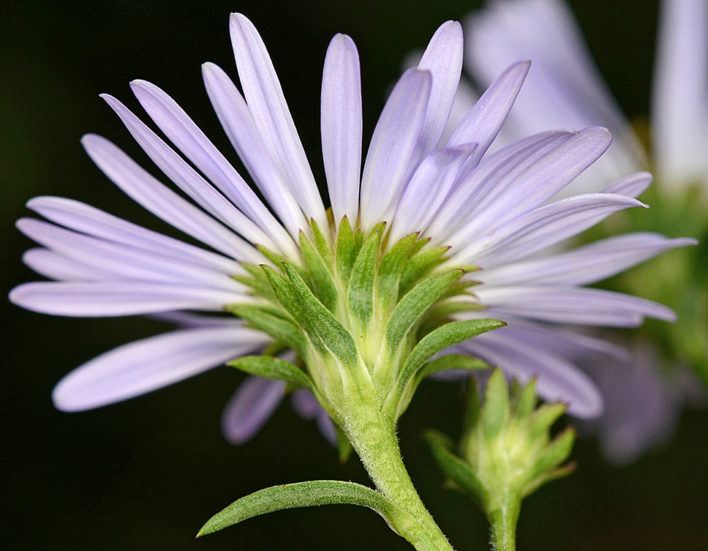 Flora of Eastern Washington Image: Symphyotrichum subspicatum underside of flower