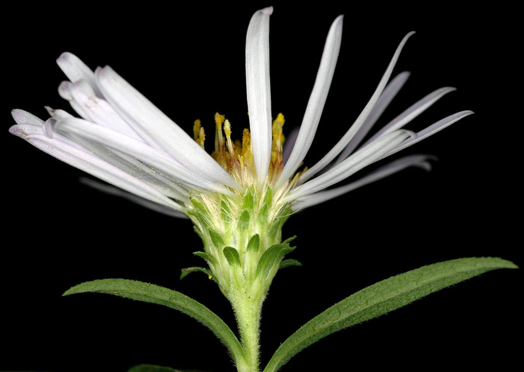 Flora of Eastern Washington Image: Symphyotrichum subspicatum flower bud and petals