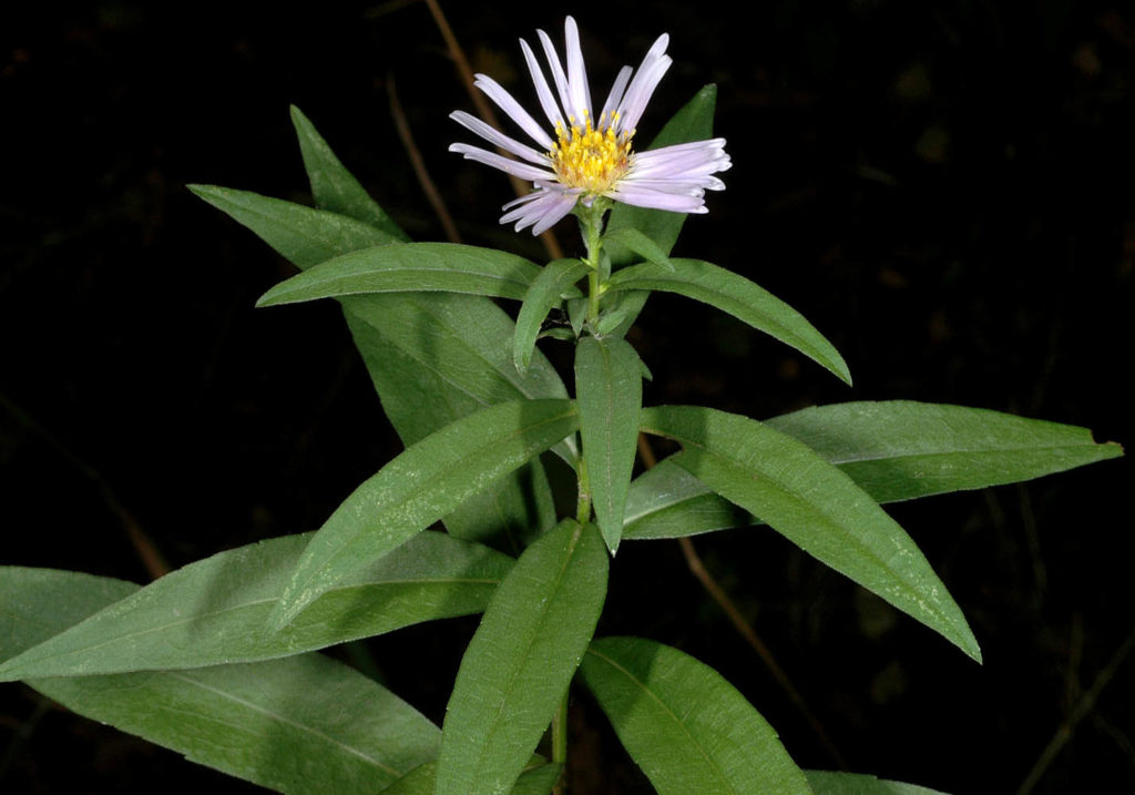 Flora of Eastern Washington Image: Symphyotrichum subspicatum leaves and flower in nature