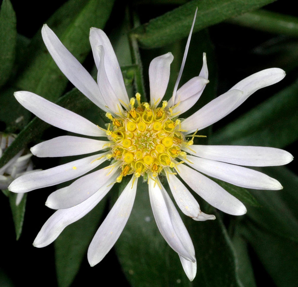 Flora of Eastern Washington Image: Symphyotrichum subspicatum side down view of flower in nature