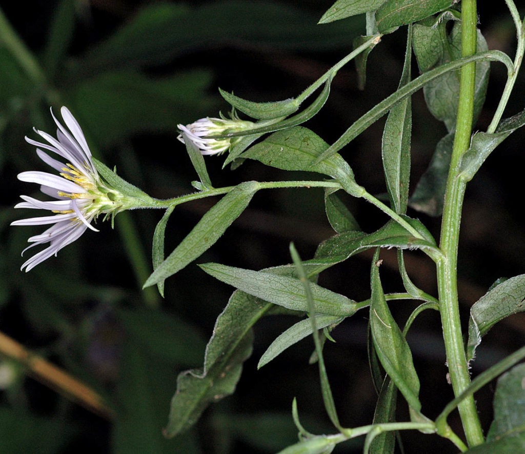 Flora of Eastern Washington Image: Symphyotrichum subspicatum leaves and flower in nature