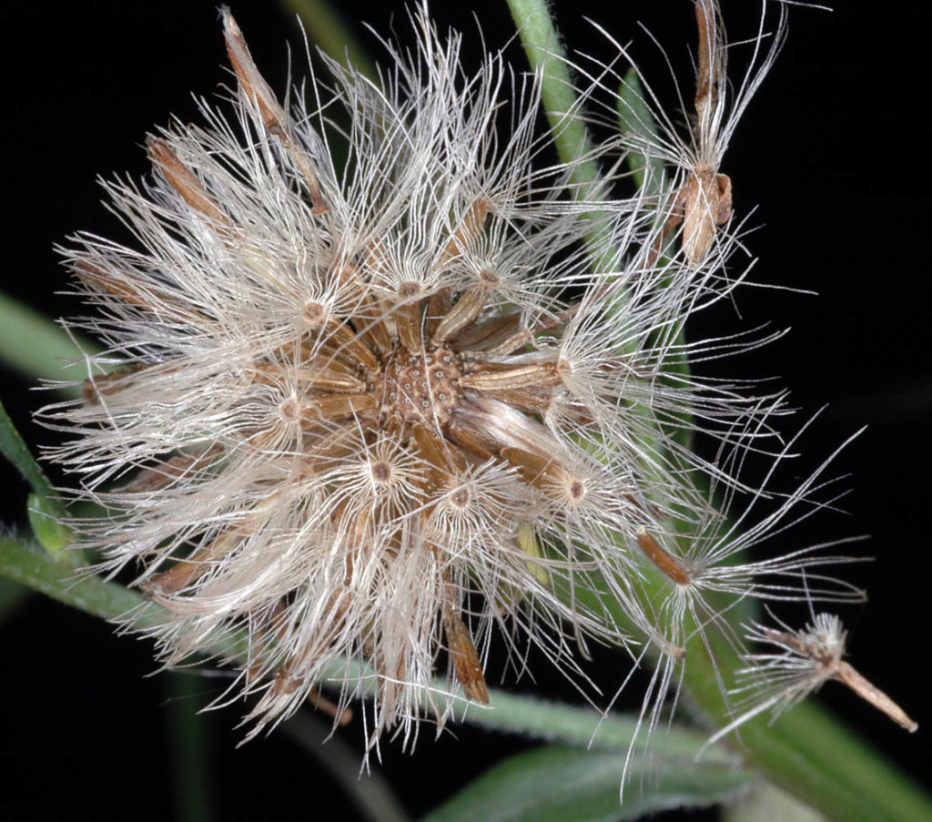 Flora of Eastern Washington Image: Symphyotrichum subspicatum center of plant zoomed in