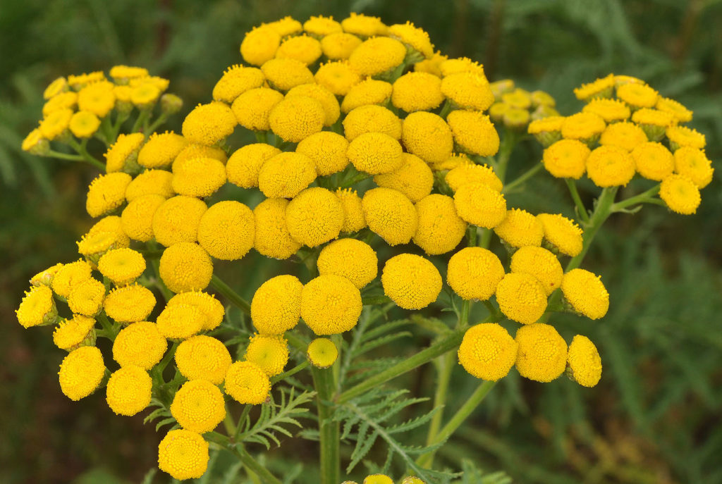 Flora of Eastern Washington Image: Tanacetum vulgare full plant zoomed in on flowers in nature