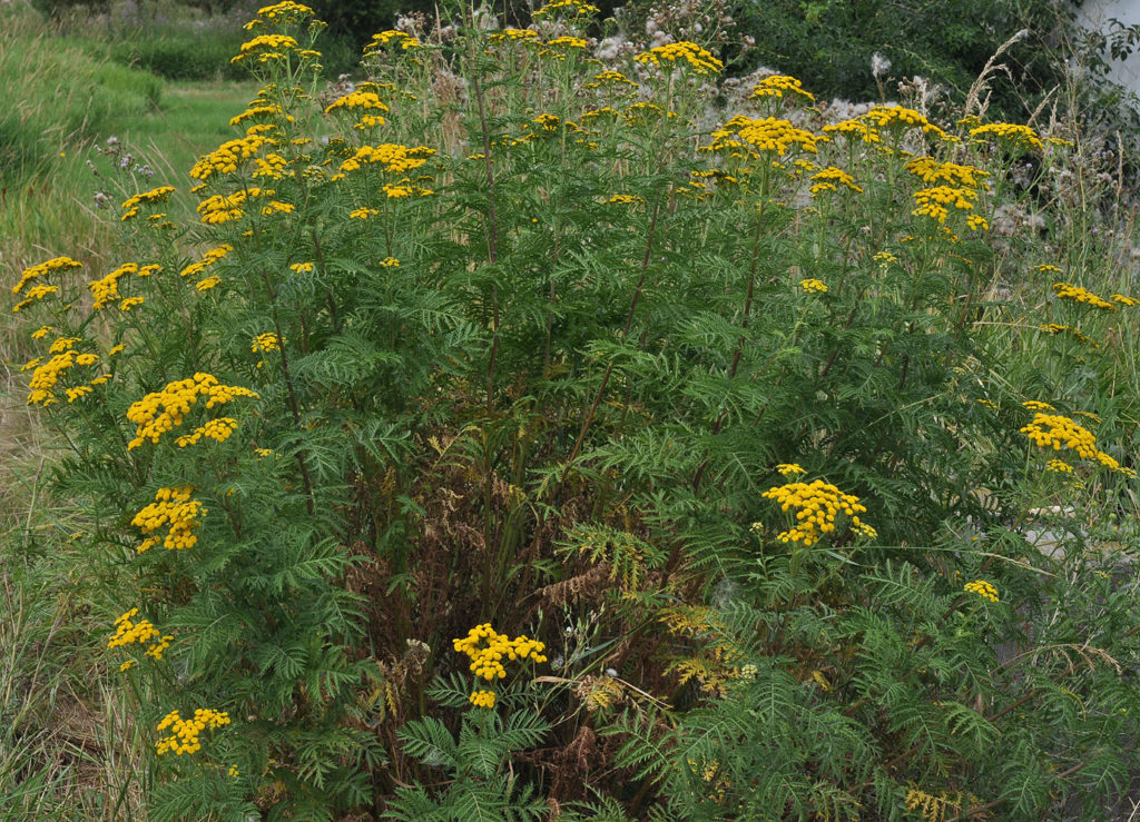 Flora of Eastern Washington Image: Tanacetum vulgare full plant in nature