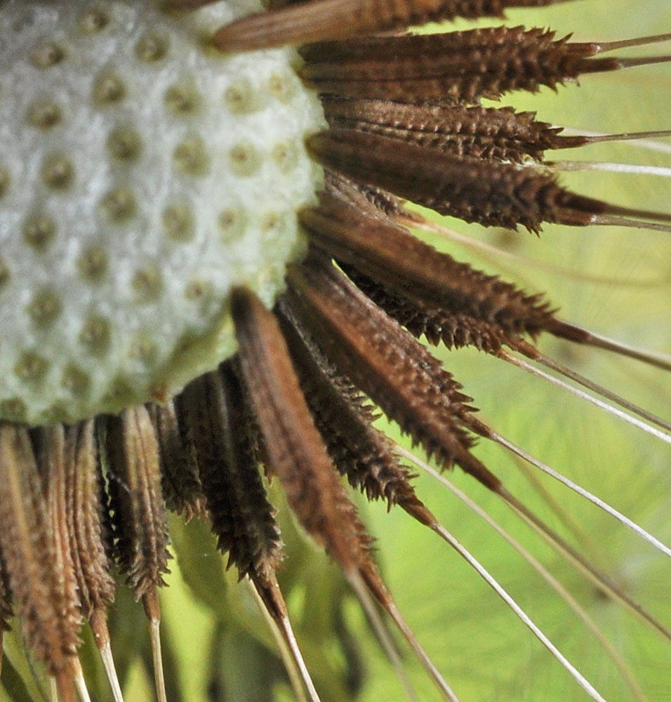 Flora of Eastern Washington Image: Taraxacum officinale very zoomed in on center