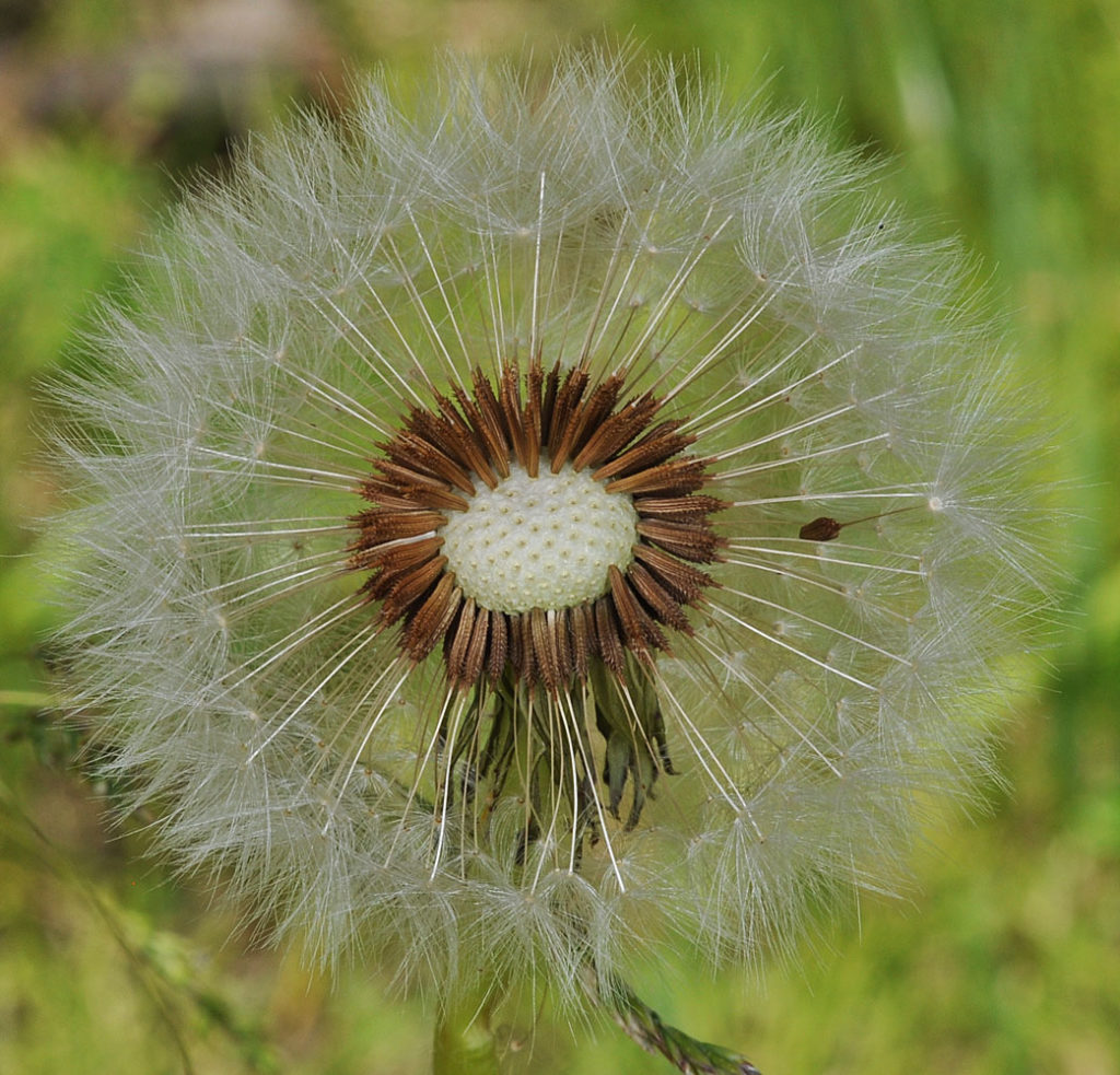 Flora of Eastern Washington Image: Taraxacum officinale zoom in on center in nature
