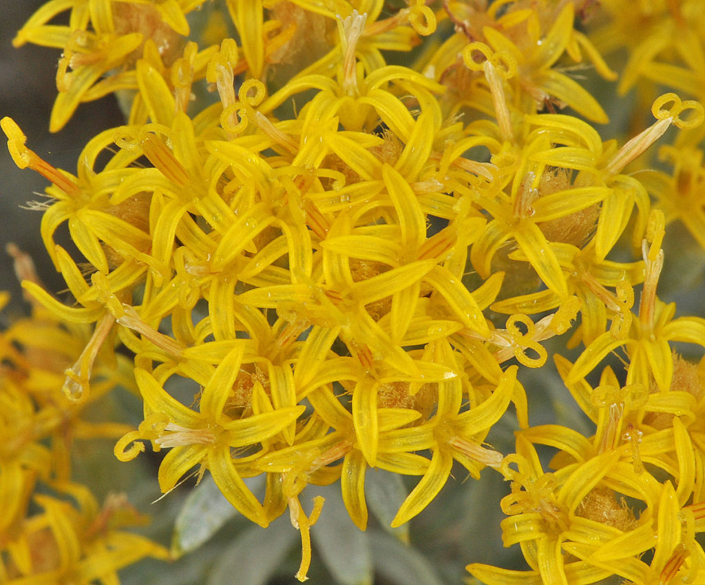 Flora of Eastern Washington Image: Tetradymia canescens top view of flowers in nature