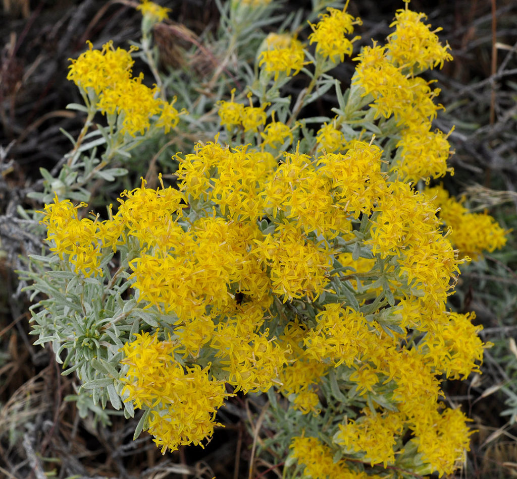 Flora of Eastern Washington Image: Tetradymia canescens flower cluster in nature