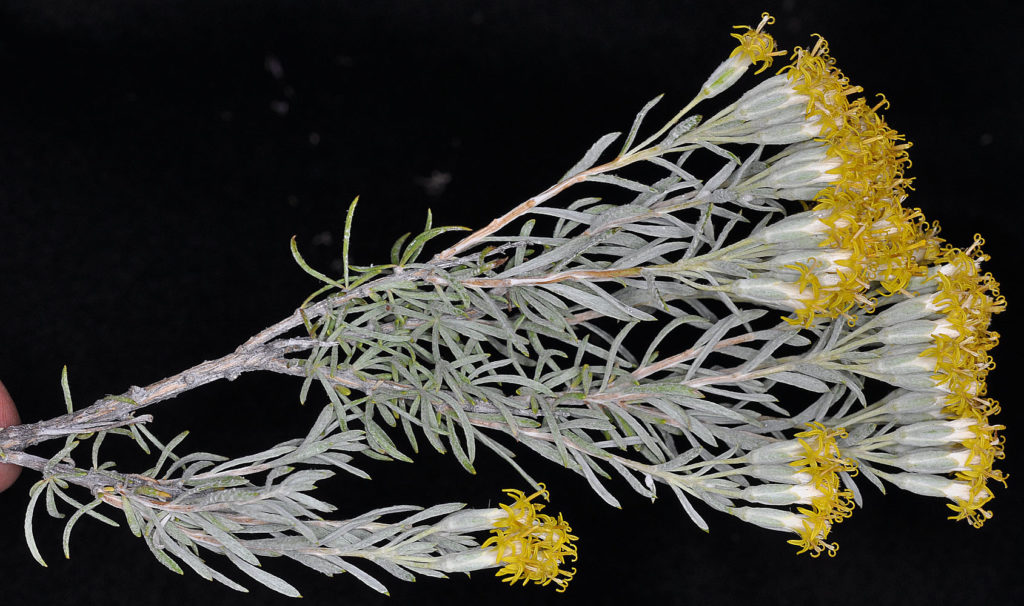 Flora of Eastern Washington Image: Tetradymia canescens stem with branches and leaves in lab