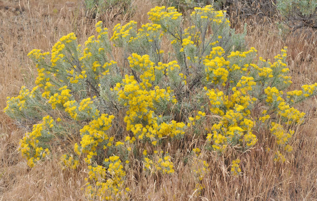 Flora of Eastern Washington Image: Tetradymia canescens full plant in nature
