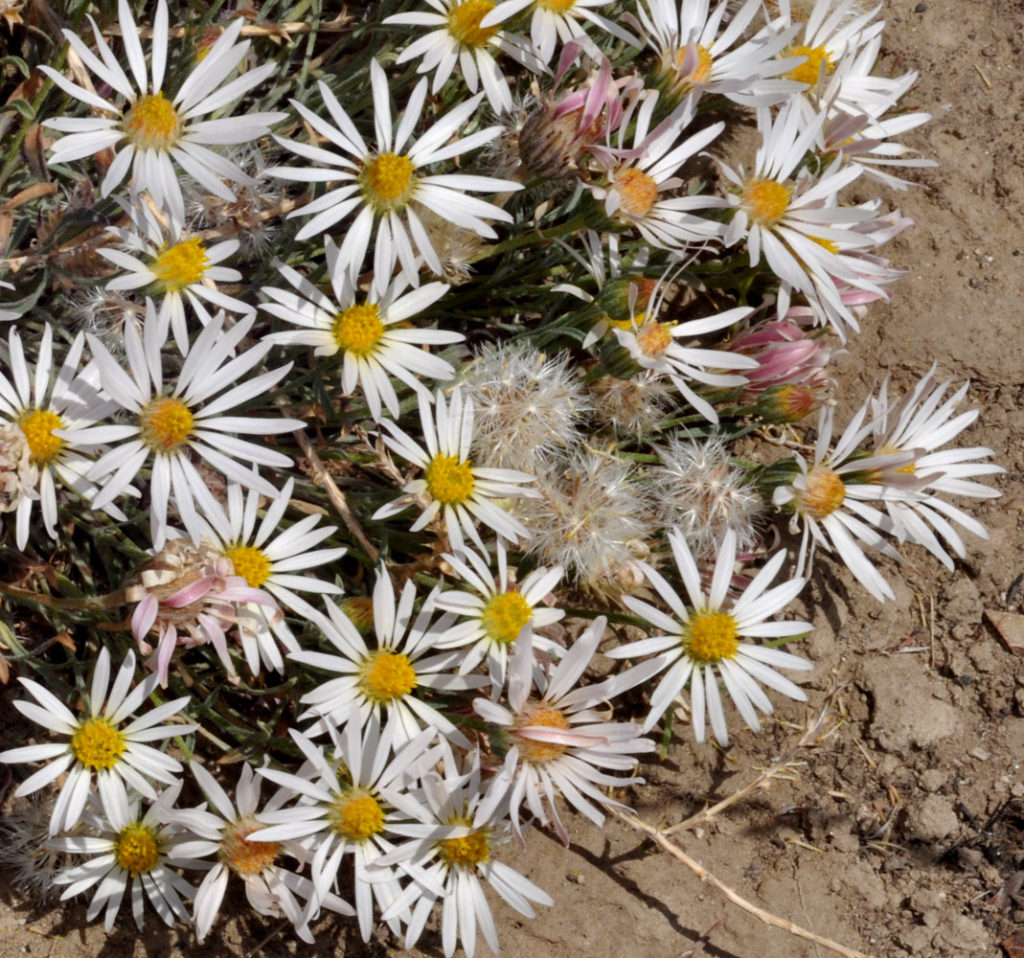 Flora of Eastern Washington Image: Townsendia florifer full plant zoomed in nature