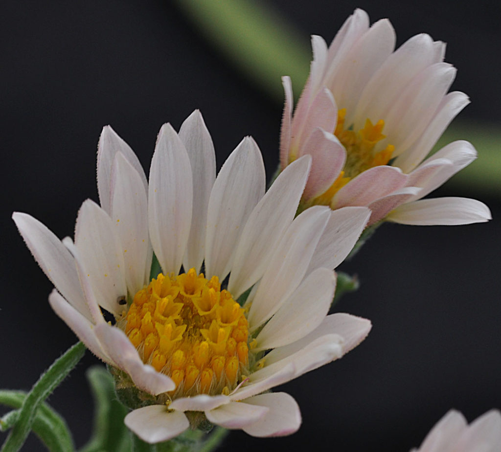 Flora of Eastern Washington Image: Townsendia florifer top